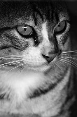 Ute Ringleb - Mobile Tierheilbehandlung, Psychologie und Verhaltensberatung für Katzen